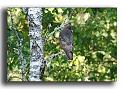262-HMO1969-buse-buteo buteo-a-la-chasse